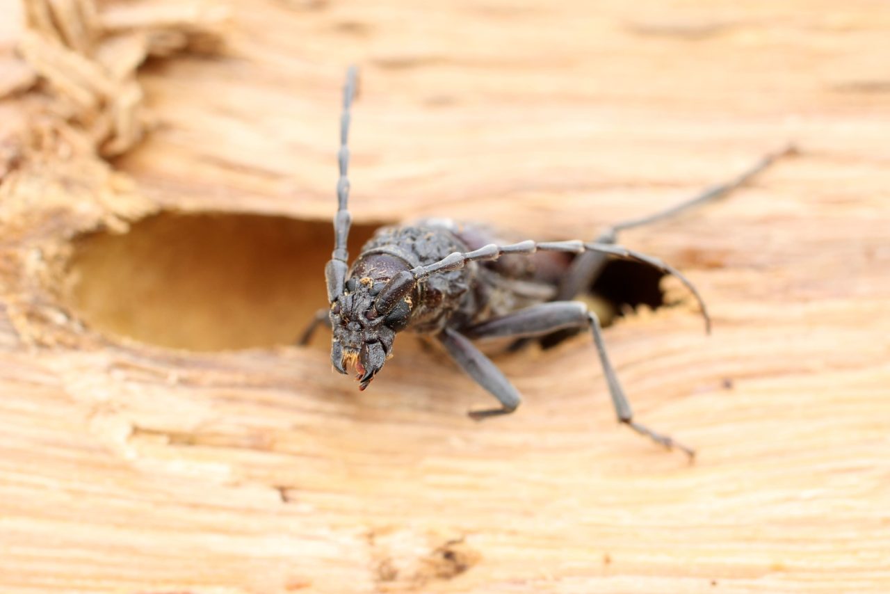 Traitements Des Insectes De Bois En Rhône-Alpes - Agility